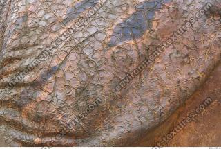 dinosaur skin 0004